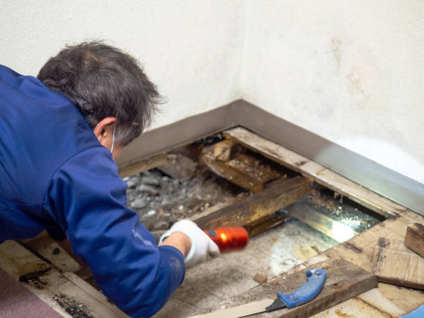 Reliable New Concord, OH Mold Removal Solutions