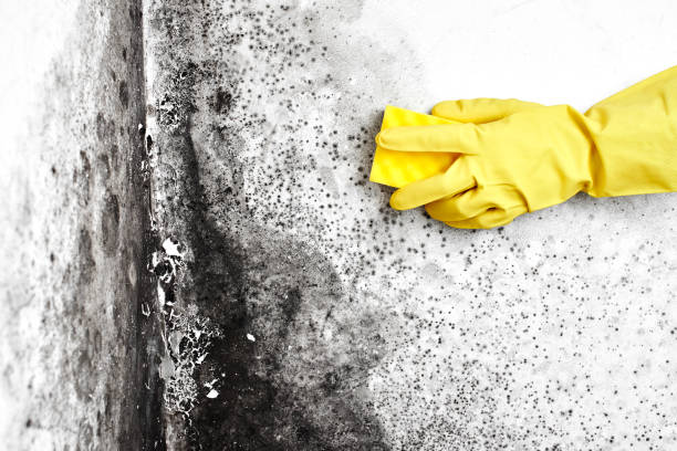 Best Mold Removal Specialists  in New Concord, OH