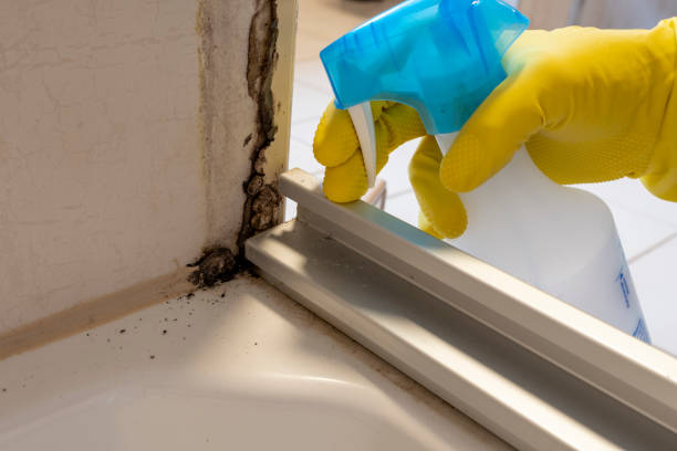  New Concord, OH Mold Removal Pros