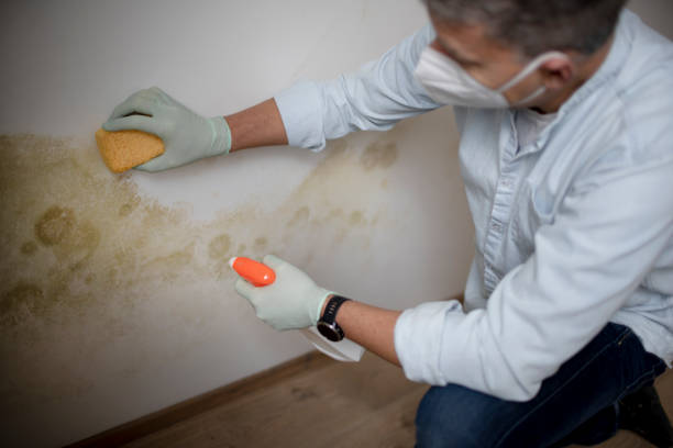 Best Home Mold Removal  in New Concord, OH