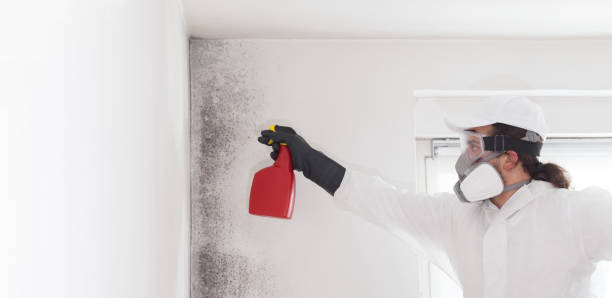 Best Toxic Mold Removal  in New Concord, OH