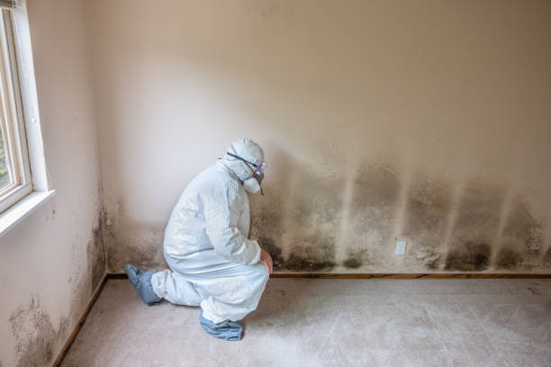 Reliable New Concord, OH Mold Removal Solutions