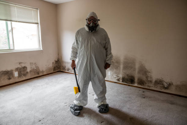 Best Mold Removal Company Near Me  in New Concord, OH