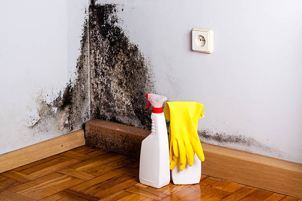 Best Local Mold Removal Service  in New Concord, OH