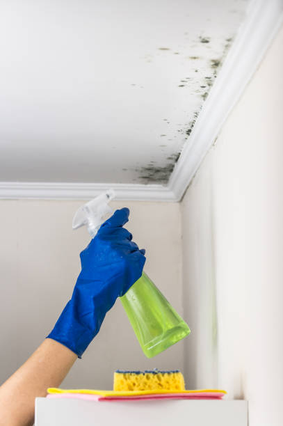 Best Mold Damage Repair  in New Concord, OH